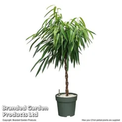 Ficus Binnendijkii 'Alii' Braided Stem In Hydro Pot -Plants Sales Store FICU ALIIB27CM T506541