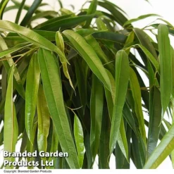 Ficus Binnendijkii 'Alii' Braided Stem In Hydro Pot -Plants Sales Store FICU ALIIBRAID T50773