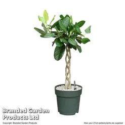 Ficus Benghalensis 'Audrey' Braided Stem In Hydro Pot -Plants Sales Store FICU AUDRE27CM T506451