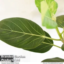 Ficus Benghalensis 'Audrey' Braided Stem In Hydro Pot -Plants Sales Store FICU AUDRE27CM T50767