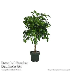 Ficus Benjamina 'Exotica' Braided Stem In Hydro Pot -Plants Sales Store FICU EXOTI27CM T506341