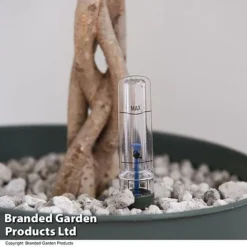 Ficus Benjamina 'Exotica' Braided Stem In Hydro Pot -Plants Sales Store FICU EXOTICABR T50621