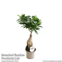 Ficus Microcarpa 'Ginseng' 7 Ficus Microcarpa 'Ginseng' -Plants Sales Store FICU GINSEN9CM T49230