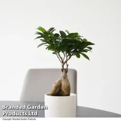 Ficus Microcarpa 'Ginseng'