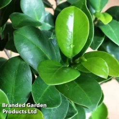 Ficus Microcarpa 'Ginseng' 6 Ficus Microcarpa 'Ginseng' -Plants Sales Store FICU GINSENG W48353