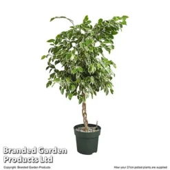 Ficus Benjamina 'Golden King' Braided Stem In Hydro Pot -Plants Sales Store FICU GOLDE27CM T506321