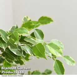 Ficus Benjamina 'Golden King' Braided Stem In Hydro Pot -Plants Sales Store FICU GOLDENKIN T50608