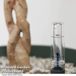 Ficus Benjamina 'Golden King' Braided Stem In Hydro Pot -Plants Sales Store FICU GOLDENKIN T50609