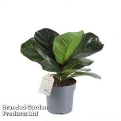 Ficus Lyrata (Fiddle Leaf Fig) -Plants Sales Store FICU LYRAT12CM WKA8599 A