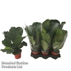 Ficus Lyrata (Fiddle Leaf Fig) -Plants Sales Store FICU LYRAT12CM WKA8599 B