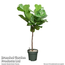 Ficus Lyrata In Hydro Pot -Plants Sales Store FICU LYRAT27CM T506401