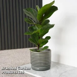 Ficus Lyrata (Fiddle Leaf Fig)