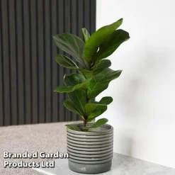 Ficus Lyrata (Fiddle Leaf Fig) -Plants Sales Store FICU LYRATA T45105E