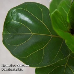Ficus Lyrata (Fiddle Leaf Fig) -Plants Sales Store FICU LYRATA T45106D
