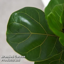 Ficus Lyrata (Fiddle Leaf Fig) -Plants Sales Store FICU LYRATA T45107C