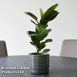 Ficus Lyrata (Fiddle Leaf Fig) -Plants Sales Store FICU LYRATA T45108B