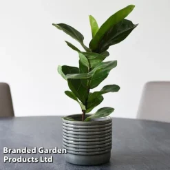 Ficus Lyrata (Fiddle Leaf Fig) -Plants Sales Store FICU LYRATA T45109A