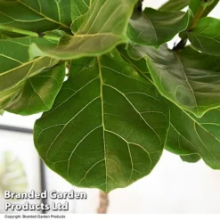 Ficus Lyrata In Hydro Pot -Plants Sales Store FICU LYRATA T50764