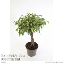 Ficus Benjamina 'Nina' -Plants Sales Store FICU NINA12CM W48352