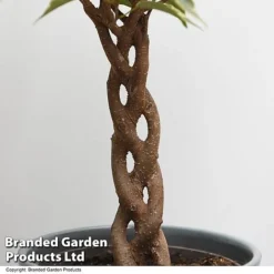 Ficus Benjamina 'Nina' -Plants Sales Store FICU NINA T49514