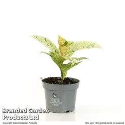 Ficus Elastica 'Shivereana' -Plants Sales Store FICU SHIVE12CM T48343