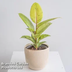Ficus Elastica 'Shivereana' -Plants Sales Store FICU SHIVEREAN W46019