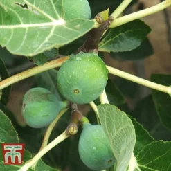 Fig 'Chelsea' (Standard)