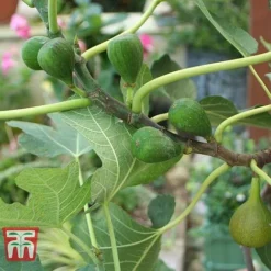 Fig 'Chelsea' (Standard) -Plants Sales Store FIG T56489 C