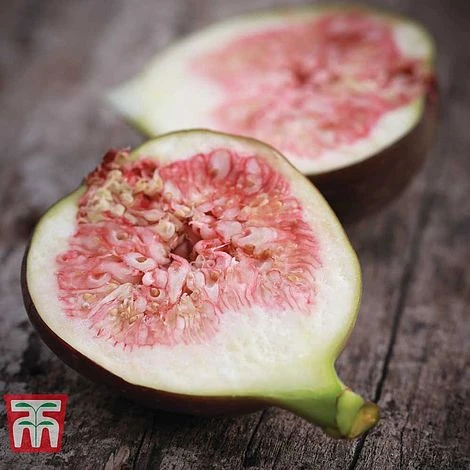 Fig 'Brown Turkey' Standard 2 Fig 'Brown Turkey' Standard - Image 2