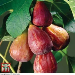 Fig 'Brown Turkey' Standard 8 Fig 'Brown Turkey' Standard -Plants Sales Store FIGB DWW3594 A