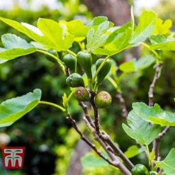 Fig 'Brown Turkey' Standard 9 Fig 'Brown Turkey' Standard -Plants Sales Store FIGB DWW3594 C