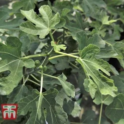 Fig 'Brown Turkey' Standard 10 Fig 'Brown Turkey' Standard -Plants Sales Store FIGB DWW3594 D