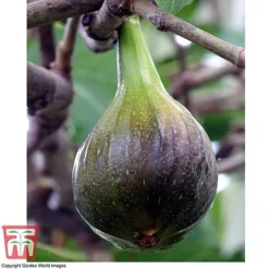 Fig 'Brown Turkey' Standard 11 Fig 'Brown Turkey' Standard -Plants Sales Store FIGB DWW3594 E