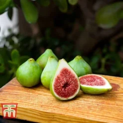 Fig 'Dalmatie' -Plants Sales Store FIGS T80281 C