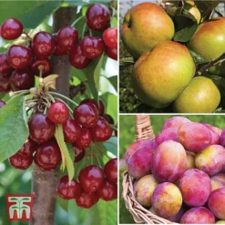 Favourite Fruit Tree Collection -Plants Sales Store FRUI KA7999 AA NOW