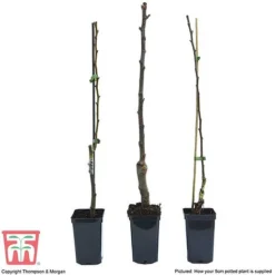 Fruit Tree Collection (Mini Fruit Tree) 12 Fruit Tree Collection (Mini Fruit Tree) -Plants Sales Store FRUI T69446P F1