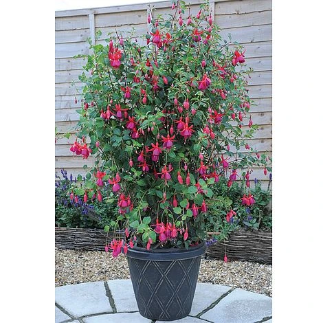 Fuchsia 'Pink Fizz' (Hardy) 2 Fuchsia 'Pink Fizz' (Hardy) - Image 2