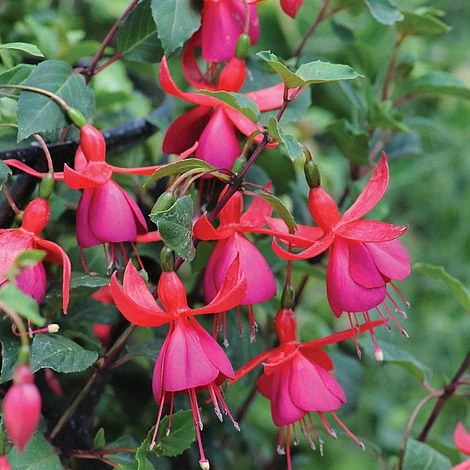 Fuchsia 'Pink Fizz' (Hardy) 1 Fuchsia 'Pink Fizz' (Hardy)