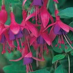 Fuchsia 'Tom Thumb' (Hardy) -Plants Sales Store FUCH T57754 A h