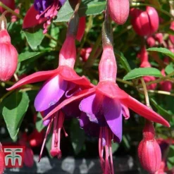 Fuchsia 'Tom Thumb' (Hardy) -Plants Sales Store FUCH T57754 B