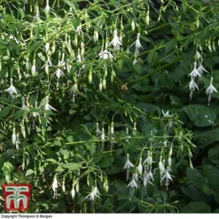 Fuchsia 'Hawkshead' (Hardy) -Plants Sales Store FUCH T65133 C