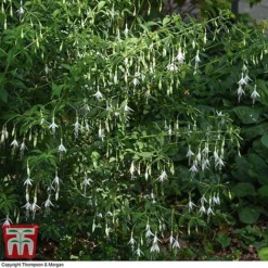 Fuchsia 'Hawkshead' (Hardy) -Plants Sales Store FUCH T65133 D