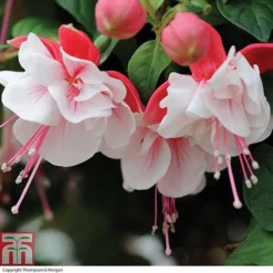 Fuchsia 'Swingtime' -Plants Sales Store FUCH T72124 C h