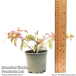 Fuchsia 'Tom Thumb' (Hardy) -Plants Sales Store FUCH TOMTH10CM T49944