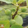 Green Fig