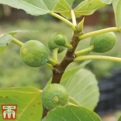 Mediterranean Fruit Collection -Plants Sales Store Fig21