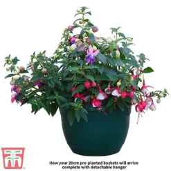 Fuchsia Trailing Pre-Planted Basket -Plants Sales Store Fuchsia