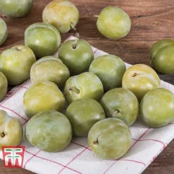 Gage 'Reine Claude D´Oullins' 6 Gage 'Reine Claude D´Oullins' -Plants Sales Store GAGE TKA1901 B