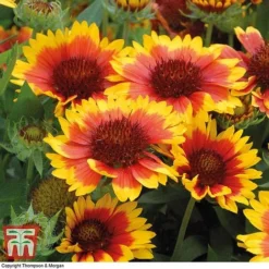 Gaillardia Aristata 'Arizona Sun' -Plants Sales Store GAIL T64144 B