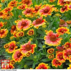 Gaillardia Aristata 'Arizona Sun' -Plants Sales Store GAIL T64144 C